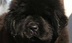 A litter of black puppies due August 2014. Cystinuria cleared. A $100 deposit will hold your spot for a puppy. Puppies are AKC registered and come UTD on all vaccinations, wormings, 3 year hip guarantee and 1 year health guarantee. OFA/PennHip Certified.