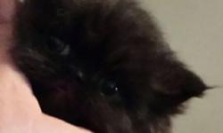 This adorable black male persian will be available soon. He has been raised with children and large dogs. He will be vet checked and vaccinated. CFA papers are available upon request.