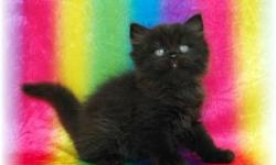 One black female persian kitten left
Will be ready next week
Will have shots and dewormed
This ad was posted with the eBay Classifieds mobile app.