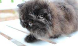 We have a darling male Persian kitten available for adoption. He is currently 10 weeks old and is eligible to leave here after his second vet visit on the 18th of July. Sire is PolarBearCats Ozzy and dam is Steeplechase Princess Pansy, two of the finest
