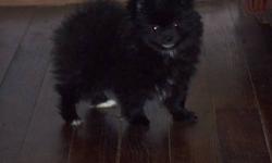 I have two BLACK purebred pomeranian puppies, I have a MALE who has a little white on his chin, a stripe down his chest and both back toes are white....I also have a FEMALE who is Black with white on her chin and a stripe down her chest....both are fat