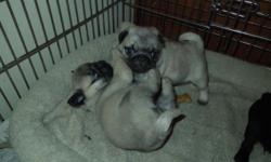 My female pug is due to have pups any day. Her past two litters where all black pugs.