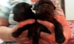 vet checked first shots, dewormed. registration papers, care package. $525 cash. $100 deposit will hold. ready for new home 7/25.
( YOU HAVENT LIVED TILL YOUV'E BEEN OWNED BY A PUG)
phone # 315 709 7057 oneida county.