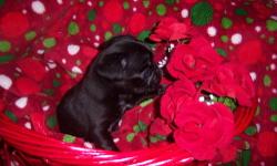 This little girl was the only one in her litter...she is very sweet and playful...She was born on Dec. 7, 2012 and will be 8 weeks old on Feb. 2, 2013...
she will leave with a toy, blanket, colar, and goody bag...
raised with other dogs and small