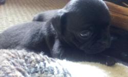 Looking for a loving family to rehome our black pug puppy, housebroken, great with kids, up to date on all shots and spayed,(we will provide all documentation), loves to go for walks, we are unable to give her the time she requires due to our work