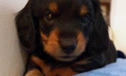 JET is such a Handsome lil Black & Tan Long-Hair Dachshund Puppy!!!! He was born on January 9th 2014.......He will be Ready to Come Home with You by March 7th!!!!!!
He is a Super Cutie that is Tiny and Lovable.....JET has a Great Temperament and will give