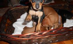Beautiful, personal, and loving min pin will be ready to go home with you at the end of her 8th week May 22nd. The Vet has checked her as healthy, beautiful coat, happy and well on her way to being a great pet. Her tail has been docked, dew claws removed,