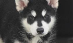 Black & White Male Alaskan Malamute. $1000 with AKC limited reg. or $1400 with AKC Full registration. Friendly personality. Leashed trained & crate trained. He is a long coat carrier.