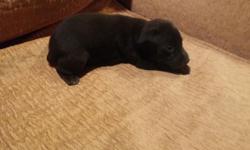 Hi i have a male blk+brindle miniature pinscher he is will be ready to leave at eight weeks old his tail and dew claws are clipped and his worming is up to date,the shot is given at eight weeks. The puppy will have a health guarantee all my dogs live with