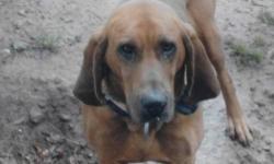 Bloodhound - Beau - Large - Adult - Male - Dog
Beau is a 2-3 year old Bloodhound. He is house-broke, crate trained, and electric collar/fence trained. He is a very friendly boy that needs some training for manners. We do no know how he would do with cats