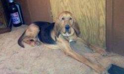 Bloodhound - Hank - Large - Young - Male - Dog
We have the bloodhound that we are looking for a new home. He's a very loving dog but we have two kids already and one more on the way. The house isn't getting any bigger but the family is and we are just