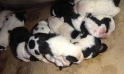 Female blue-nose pitbull gave birth to 11 puppiesToday on October 3rd (pictures below)The puppies are mixed with Bichon Frise. Email me if your interested. First come. price negotiable.