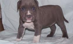 Blue American Pitbull (Bully) Male Pup-Ukc, Abkc, Adba Registered...born February 21, 2015....will be ready to go April 18, 2015....this pup comes with proof of shots, first de-worming and a vet check...serious inquiries only...feel free to call or text