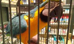 I have 3 blue and gold macaws ...they all unrelated parrents to each other they all talk and dance to a beat of any song is pretty awesome .... im asking for $1,000 for each one....they are 9 month old and make greats pets if your interested email me or