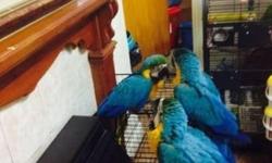 I HAVE A FEW PAIRS OF BLUE AND GOLD MACAWS PROVEN ....CALL ME FOR BEST RESULTS NICK 631-365-7050.