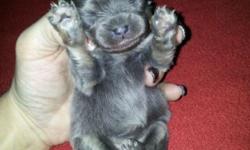 Now taking deposits on my Beautiful lil Chi-Poms born 1/22/2014.
Mother is a 4 lb Teddy Bear Pomeranian and father is a 2.5 lb Teacup Chihuahua.
All puppies should have super plushy fur.
1 male and 3 females, please see pictures.
1 Blue & Tan Male $500
1