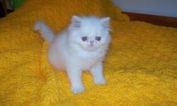 We are selling one Blue and Cream female teacup Persian kitten for $500. This kitten was raised between kids and other cats, so she is very social with people and other animals. Included in the cost of our CFA registered kittens is: CFA registration form,