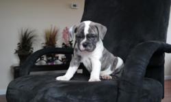 WE have 2 Blue Olde English bulldogges pups available . All pups have had their tails and dew claws removed,vet check ,shots.They were born on 08/25/2014. Are both parents registered with the International Olde English Bulldogge Association(IOEBA), We