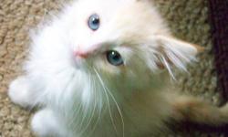 Beautiful flame mink baby ready to go home June 21st. Gorgeous blue eyes and super sweet!
First two vaccinations, de-wormed, and vet exam. Two year genetic guarantee. HCM and PKD negative.
www.fuzzybunzragdolls.shutterfly.com