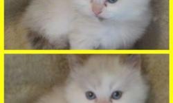 Blue Eyed Raggamuffins
Located in LaFargeville NY 13656 (Just north of Watertown NY)
$400 each
Mom is Flame Point Himi/Ragdoll and dad is Blue Point Himalayan...Kittens are pet quality and born March 2 and will be ready April 28th at 8 weeks. Kittens will