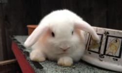 beautiful baby Holland Lop bunnies, purebred, fully pedigreed, from small parents, pure white with nice blue eyes!