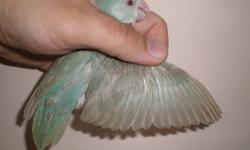 HELLO AND WELCOME TO WWW.PARROTLETAVIARY.COM 'S CLASSIFIED AD.
WE HAVE A VERY BEAUTIFUL AND RARE FEMALE WITH A VERY SPECIAL GENETIC MIX AVAILABLE.
SHE IS A VISUAL BLUE FALLOW MULTI SPLIT
HER PARENTS ARE A LUCIDA TURQUOISE SPLIT FALLOW MALE AND A FEMALE