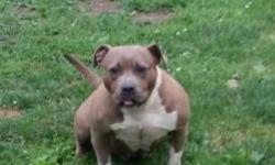 Bully female, nice, 2 years old, great pet, friendly, has been in house pet, 2 litter good mom has had tri color puppies, ukc registered, $500 obo text or call (585) 2600418