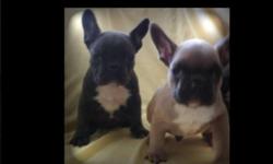 Beautiful BLUE french bulldog puppy available from excellent hungarian blue parents. He will be used to other dogs and older children. He is well socialised and has a great personality. He is NO akc registered!!
Deposit of $250 to hold him.
-Current
