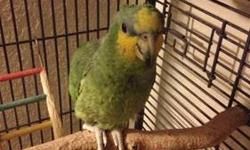 blue front amazon nice bird about 4yrs old very nice talks some words comes with cage. Was my great aunts she can't take care of it anymore if interested call 6319880861