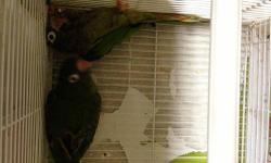 Hi i have 2 male blue front conure for sale whit dna test, for more info please call or text me at 646-543-6296 thanks