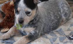 BLUE HEELER PUPPY GIRL 2 ALLIE , PURE BRED (Parents PureBred CKC Reg) - $500 (Avon-Lima NY)
Born on 8/15/13. Ready for new home on 10/13/13. My first Vet apt is Oct 12, I will have my first shots and worming at this time.
You can register me as CKC Pure