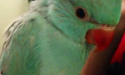 Blue indian ringneck currently available..
Fully feathered and weaned...
Contact me @347-777-6284
No emails
delivery available for small fee....