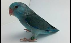 We have blue male parrotlets for sale starting at $175 and up depending upon splits. These are hand fed sweet babies whuch are pulled from 7-10 days of age. They will make great pets or breeders for all.
Regular blues are $175
Blues split fallow $200