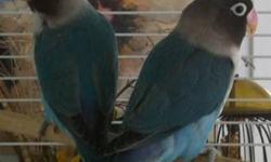 dna papered male and female pair of blue masked love birds the female is darker blue $165 papers included