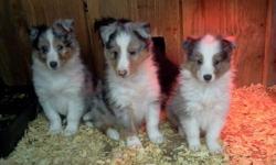 These sweet little guys are purebred with papers, have their first shot and have been wormed.They are raised in our home around children and other pets . Sweet dispositions! Mom and dad are the small type sheltie only 13" tall. Mom is a tri and dad is a