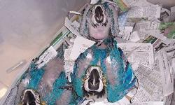we have very sweet blue n gold macaws please call at 262-5283637