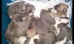 I have a litter of 9 bully pups for sale.
I am looking for good homes for each.
Pups are 4 weeks old, and are weaned off of the mother.
Mother and father are well tempered, and are great with children.
Prices depend on gender and your pick.
We are willing