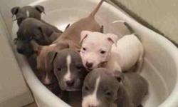 They are 5 week old blue nose bully pitbull puppies. They are short and stocky. 1 white male, 4 gray females and 1 fawn female. They are 600 each. If interested in one email me or contact 9 one 4 3 two 7 7 4 five 7.