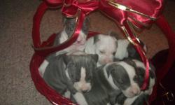 I have 2 beautiful blue nose pitbull pups that will make a perfect Valentine's gift.I have 1 female and 1 male left,they are half razors edge half gotti bloodline.Both are %100 blue both have good tempermeants.They are 9 weeks.If you have any question my
