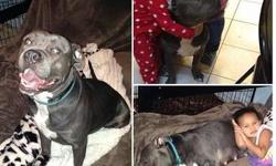 2 year old blue nose pitbull with papers in need of a good home. Has all her shots up to date she is loving & good with kids.She just needs someone good to care for her & get to know her she needs attention & decent owners who will feed her good,keep her