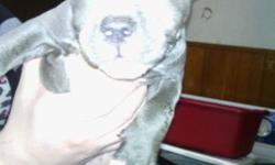 China is a 8 week old blue female pit bull.china has had 1 round of shots and been dewormed....$500.00 call 585-500-3547