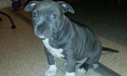 1 Female pitbull bully pup for sale
1 Male Tri-color pitbull bully pup for male
Beautiful pups who are seeking a wonderful and safe home !
First come, first serve policy..
I have more pictures of the pups and their parents.
3479825617