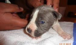 I have 6 male puppies and one female puppie for sale. Father has papers, The Mother doesn't. Puppies will come with first shots and dewormed.
Will take deposits to hold.
Pictures of the puppies and the Father.
They will be ready to leave their mother on
