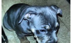My brother has rare color pitbull pups ready for homes to grow, love and protect you and your family. They come from two parents w/champion bloodlines which speaks to quality of the breed in size, temper and look. They arent backyard puppies.Mother is
