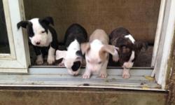 We have 4 seven week old male pure blue nose pitbull puppy's. They need a home ASAP! They were born Aug. 14th 2014 & dewormed Oct 1st 2014. Rehoming fee is $250
This ad was posted with the eBay Classifieds mobile app.