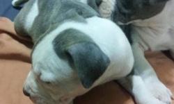 100% Blue Nose Pitbull puppies first shot and dewormed "Ready 7/3/2014". if interested Text 631 346 1998..for more info.