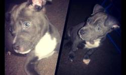 I have three puppies that needs a good home..they are blue nose/razor edge they we're born Feb/23/13 if you are interested please contact @ my texts number @ 347-460-9271, call number @ 929-210-0165 .I am located in Brooklyn, newyork .. reasonable price