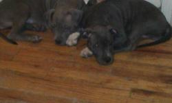 Hello all I have two blue nose pure breed Pups for sale they are 11 weeks old they are being house broken and have been dewormed they are being raised around kids they are gotti/razors edge dad Is an above standard pitbull that has helped to produce some