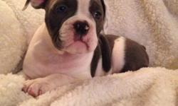 We have 3 adorable blue Olde English Bulldog babies available. We are a small family owned kennel located in Farmington NY and I breed Olde English bulldogge.
All of my dogs and puppies are kept in my family, they are my fury kids. Our dogs and puppies