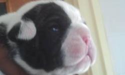 Old bluebully bulldogge Double BLUE SUEDE and Rudes Angie da bull pups are here... 3 are blue fawn, 2 white with blue spots, 3 reverse brindle. 1 white with black brindle patches. Plz visit are Web site www.oldbullybulldogs.com This ad was posted with the